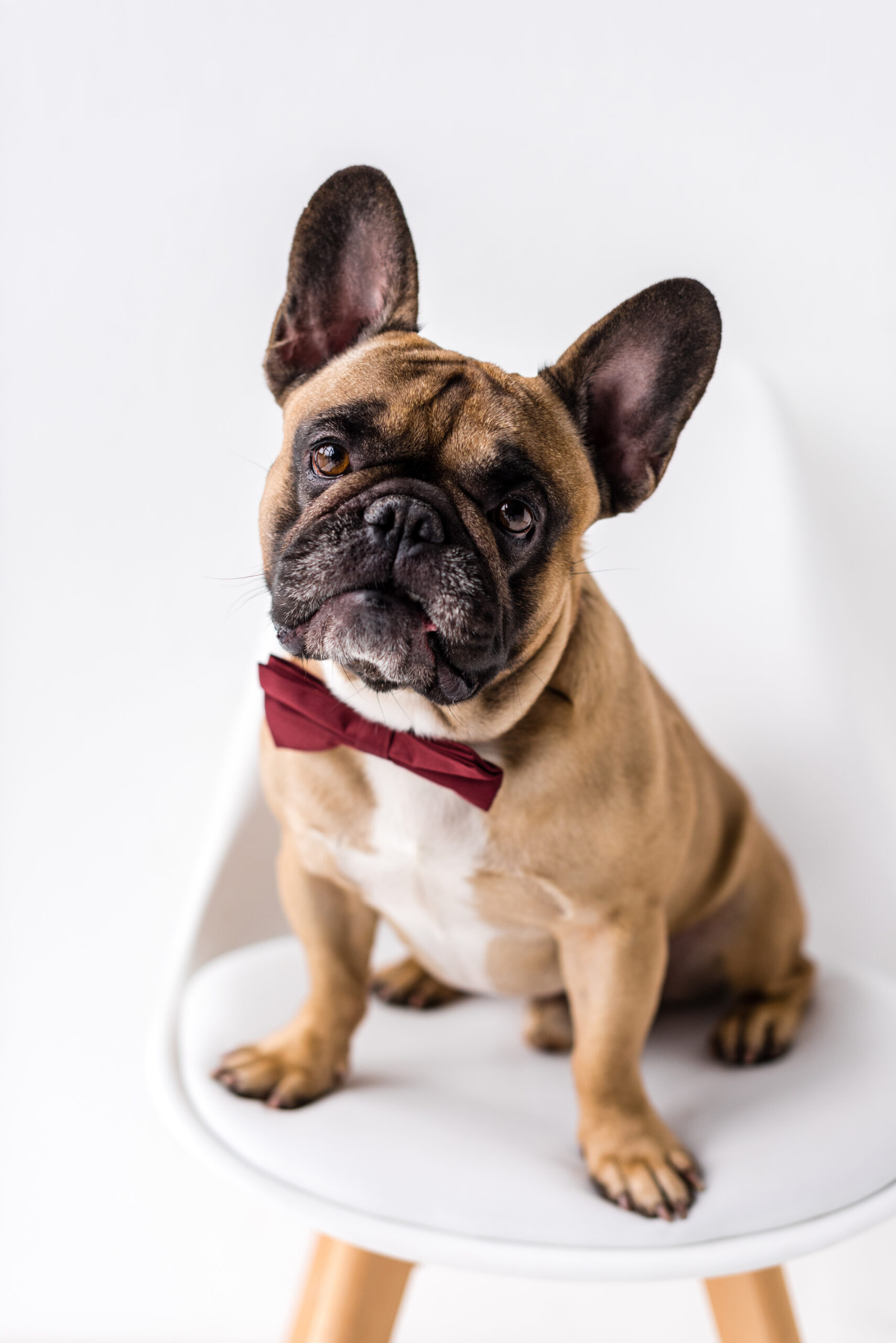 adorable-purebred-french-bulldog-with-bow-tie-sitt