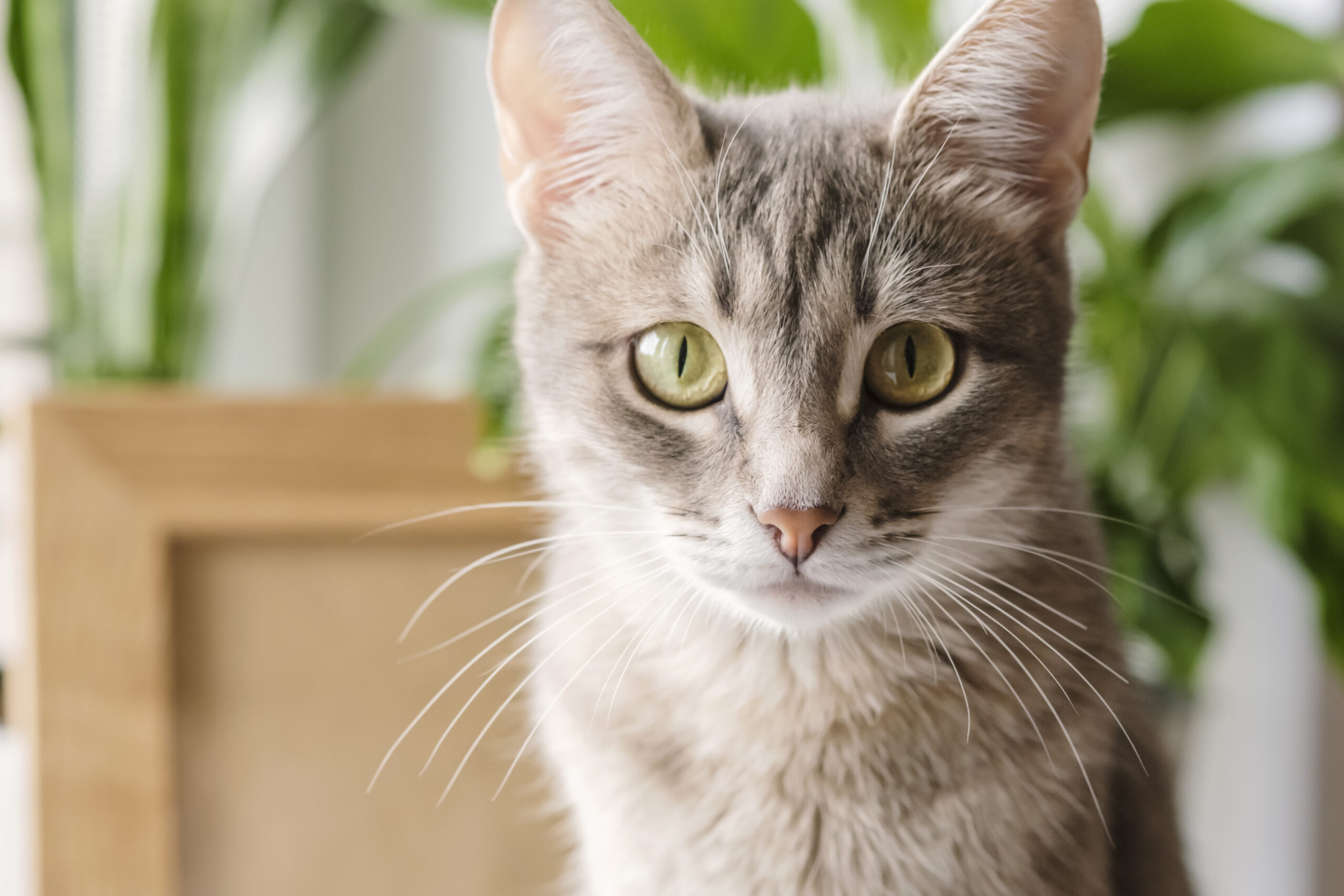 gray-striped-domestic-cat-sitting-on-a-window-arou