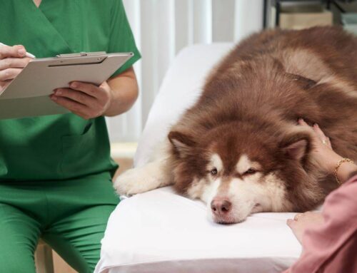 Why Pet Insurance Is a Smart Investment for Pet Owners