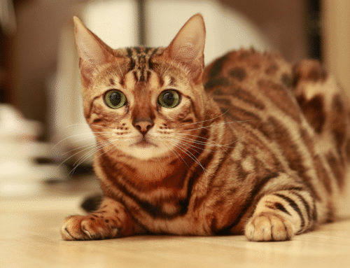 Spotting the Risks of Feline Leukemia and Protecting Your Cat