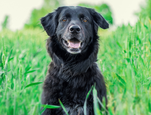 Rabies Awareness for Pet Owners in Bowling Green, KY
