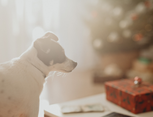Hitting the Road for the Holidays? Here’s a Pet Travel Checklist