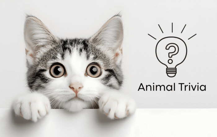 Vet near me cat wellness exam at Premier Animal Wellness & Surgery Hospital PAWSH Bowling Green