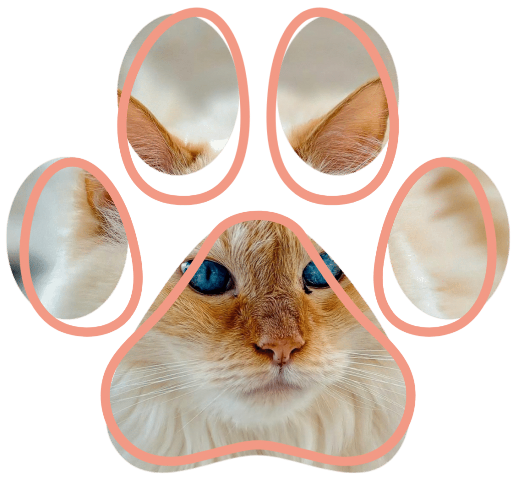 Vet near me cat checkup at Premier Animal Wellness & Surgery Hospital PAWSH Bowling Green