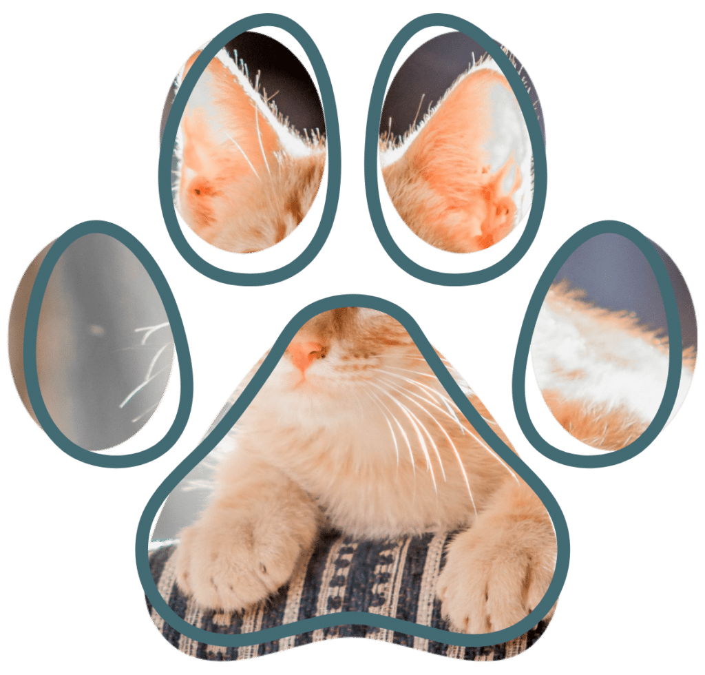 Vet near me pet dental care at PAWSH Bowling Green