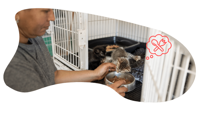 Newly adopted shelter pet receiving care at Premier Animal Wellness & Surgery Hospital in Bowling Green, KY