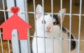 Family adopting a shelter cat with support from Premier Animal Wellness & Surgery Hospital in Bowling Green, KY