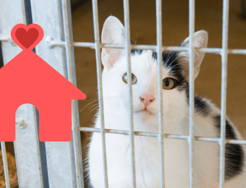 What to Think About When Adopting a Shelter Pet in Bowling Green, KY