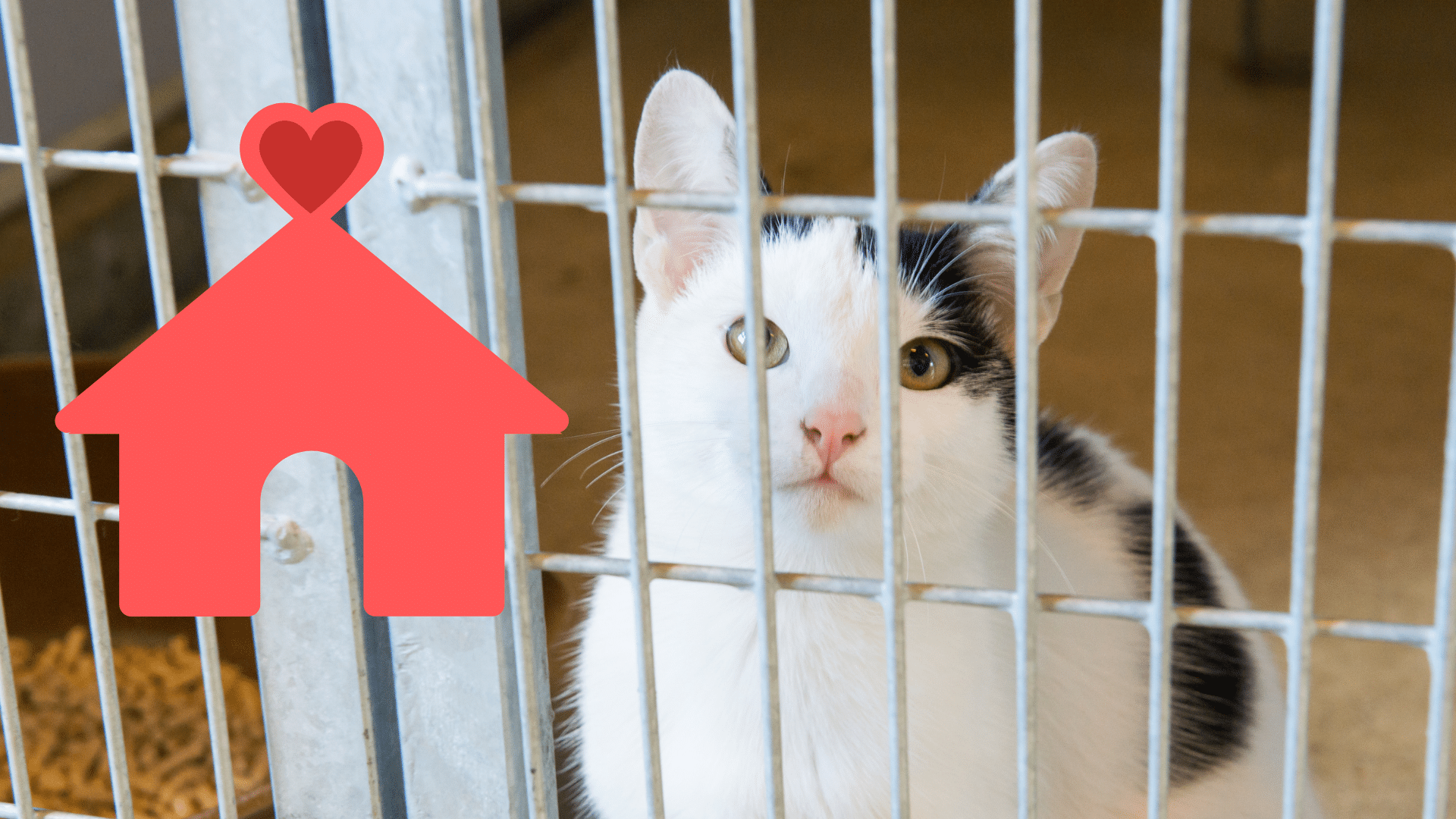 Family adopting a shelter cat with support from Premier Animal Wellness & Surgery Hospital in Bowling Green, KY